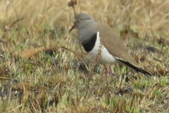 Vanellus melanopterus minor