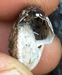 Helminthoglypta cypreophila