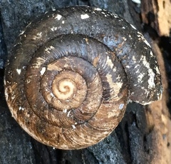 Helminthoglypta cypreophila