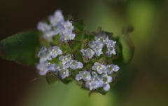 Valerianella locusta
