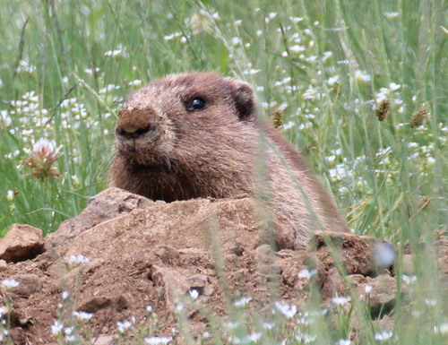 Olympic Marmot (Marmota olympus), a species recorded in Washington