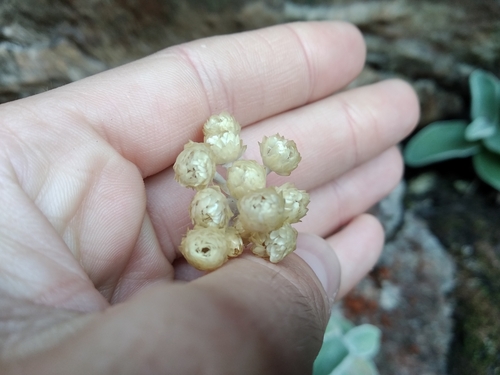 Image of Helichrysum grandiflorum by (c) De Waal Hugo, some rights reserved (CC BY)