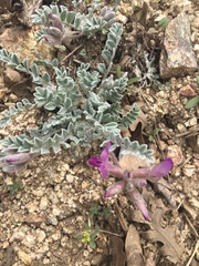 Astragalus utahensis