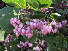 Arctostaphylos patula
