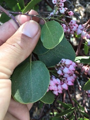 Arctostaphylos patula