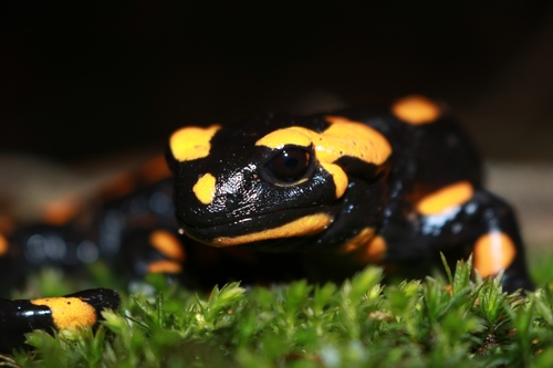 Fire Salamander, photo 6 of 10