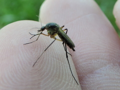 Psorophora cyanescens