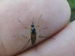 Psorophora cyanescens