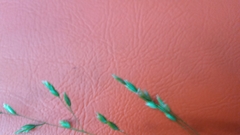 Poa alsodes
