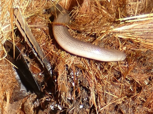 North-eastern Blind Snake