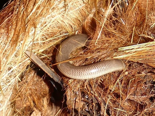 North-eastern Blind Snake