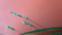 Poa alsodes