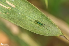 Anisoptera