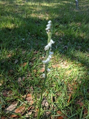 Spiranthes praecox