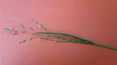 Poa alsodes