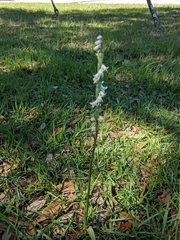 Spiranthes praecox