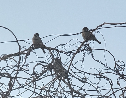 Eurasian Tree Sparrow