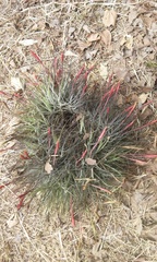 Tillandsia schiedeana