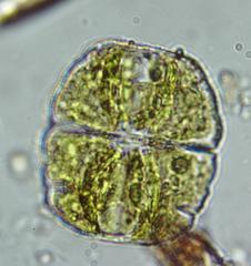 Desmidiaceae