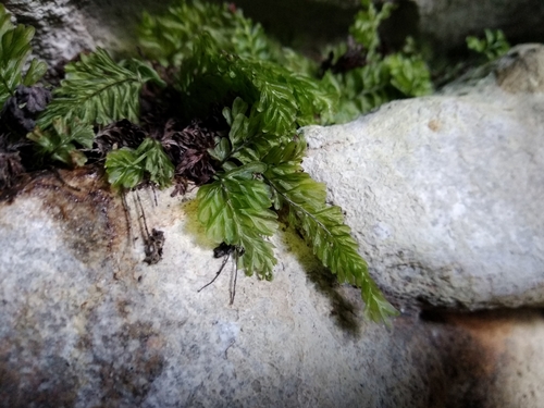 Cape Filmy Fern (Hymenophyllum capense)
