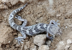 Pachydactylus mariquensis
