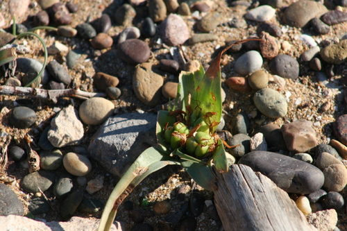 Colchicum europaeum