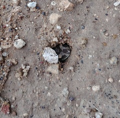 Pachydactylus mariquensis