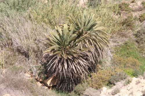 Phoenix dactylifera