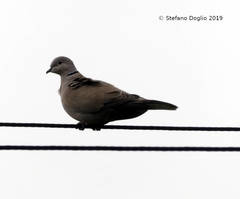 Streptopelia decaocto
