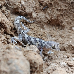 Pachydactylus mariquensis