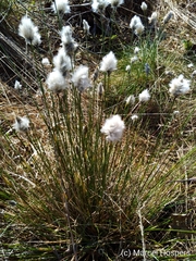Eriophorum vaginatum