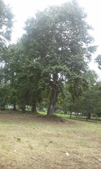 Platanus mexicana
