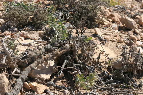 Searsia albida