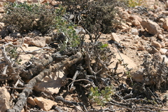 Searsia albida