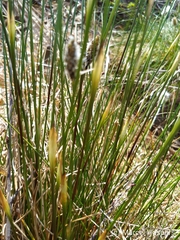 Eriophorum vaginatum
