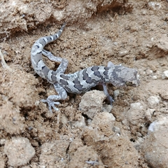 Pachydactylus mariquensis