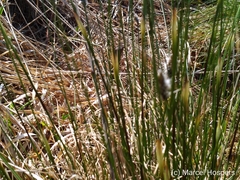 Eriophorum vaginatum