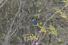 Chloroceryle amazona
