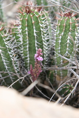 Rainbow plant (Striga barthlottii)