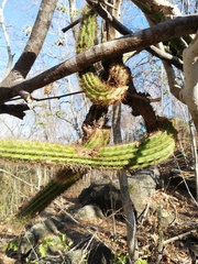 Pilosocereus