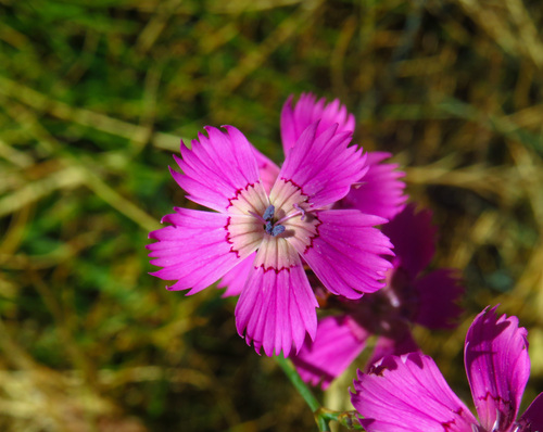 Dianthus legionensis