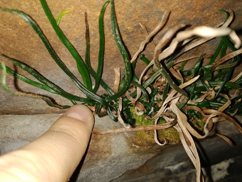 Image of Vittaria isoetifolia by (c) De Waal Hugo, some rights reserved (CC BY)