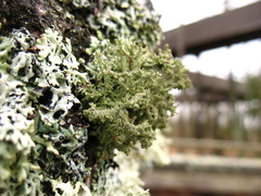 Pseudevernia furfuracea