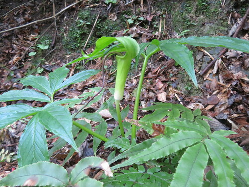 Arisaema negishii iNat (1)