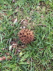 Liquidambar styraciflua