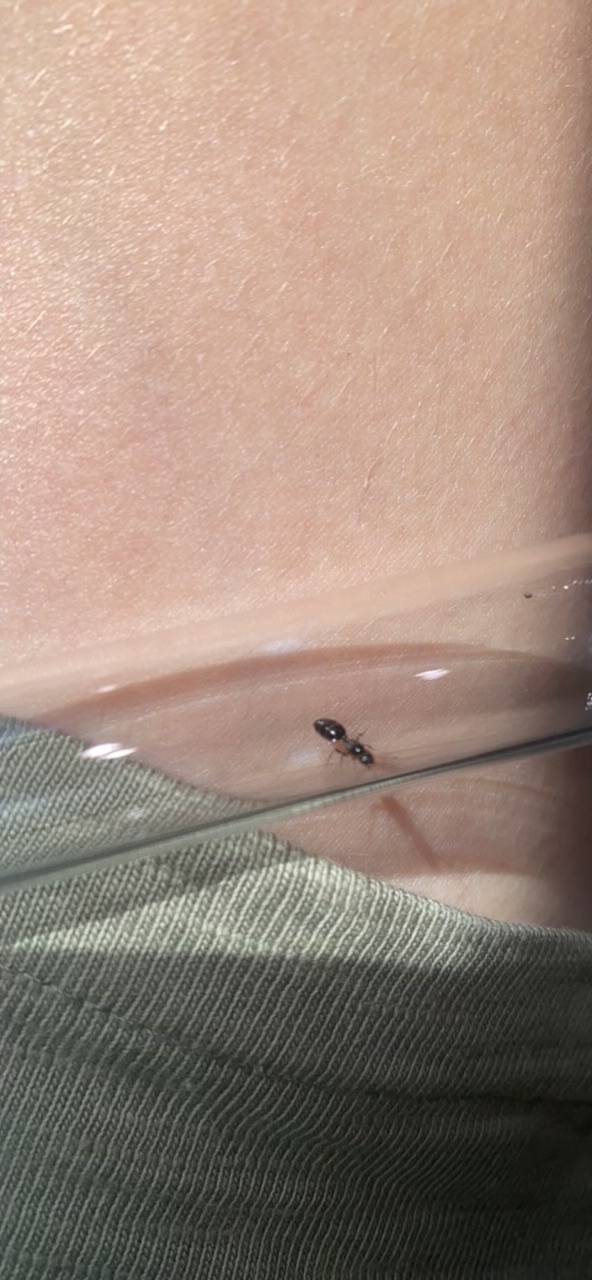 Monomorium bogischi