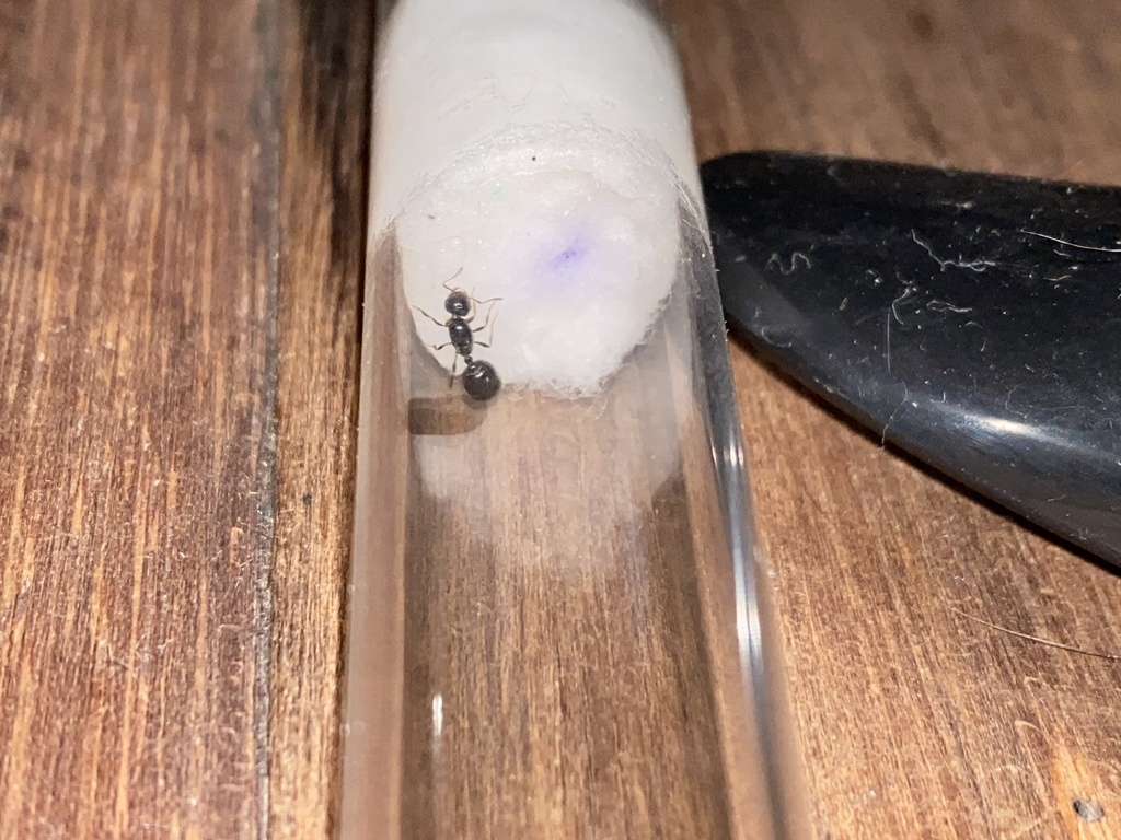 Monomorium bogischi