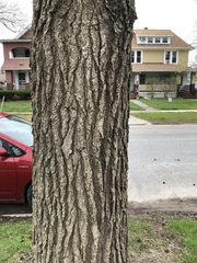 Liquidambar styraciflua