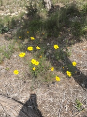 Thelesperma simplicifolium