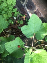 Harmonia axyridis